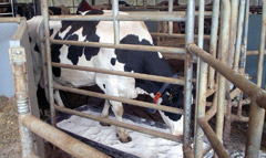 Stall- und Tierhygiene
